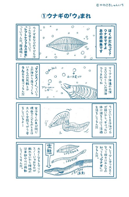 土曜の丑の日。安くて美味しいウナギ をいつまでも食べられるようにするには、生息地を確保するための河川改修。それから今の根こそぎ漁獲方針を改めること。資源量の少ないものでも食べれるうちに食べてしまえという風潮からいい加減前進すべきです。数年前に描いたものですが再掲。#土曜の丑の日 