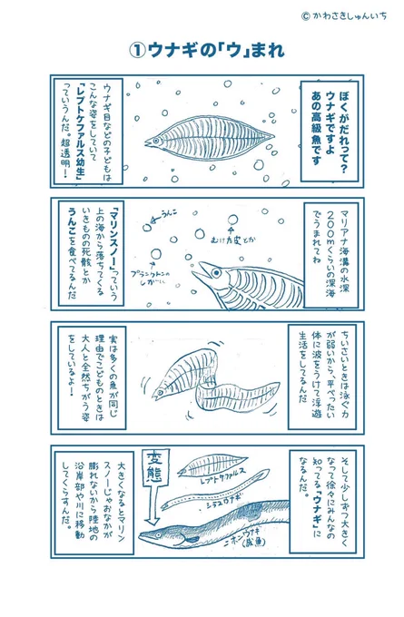 土曜の丑の日。安くて美味しいウナギ をいつまでも食べられるようにするには、生息地を確保するための河川改修。それから今の根こそぎ漁獲方針を改めること。資源量の少ないものでも食べれるうちに食べてしまえという風潮からいい加減前進すべきです。数年前に描いたものですが再掲。#土曜の丑の日 