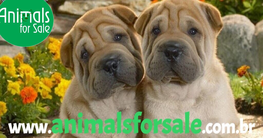 AnimalsfSale's tweet image. Shar Pei - anuncie ou encontre lindos exemplares em nosso site, clicando no link: lnkd.in/dY6fSSw

➕ de 200 espécies e raças anunciadas
➕ de 10 mil anunciantes em todo Brasil
➕ de 20 mil páginas visualizadas/dia

#sharpei #sharpeis