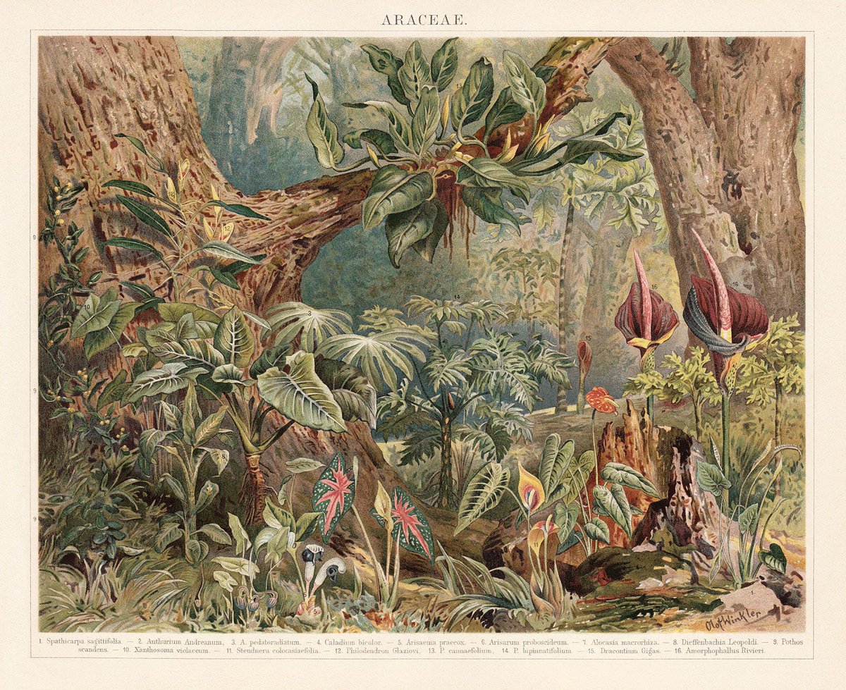 The arum lily family has some of the weirdest plants, but there's so much beauty too. Some like the peace lily are loved as houseplants—others are super-stinky to attract (and, often, then kidnap) pollinating flies. This painting by Olof Winkler was published in 1897.