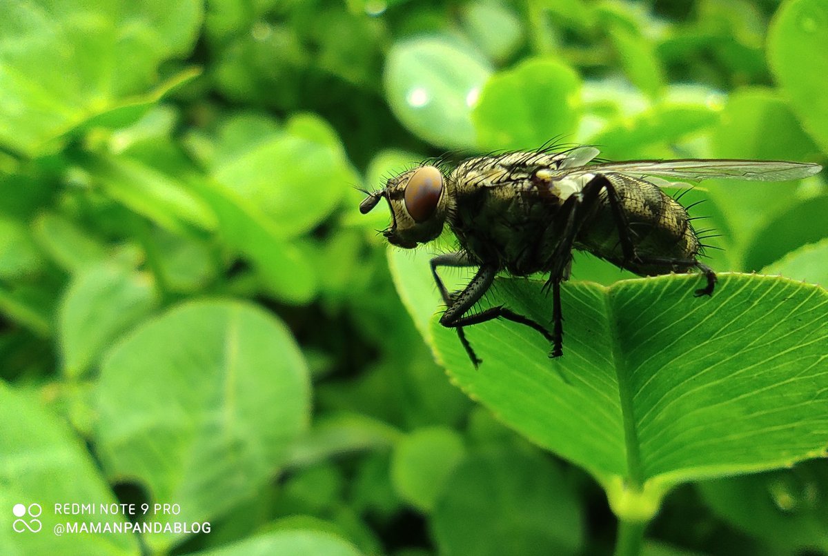 MamanPandaBlog's tweet photo. Ce matin petit shooting photo
Tester le mode #macro du Redmi Note 9 pro. Vous voulez voir le reste des #photos? 
#photographie #photography #shooting #shotonredminote9pro #miexplorer #miblogger #micommunity #mifan #Xiaomi #RedmiNote9Pro #insecte  @XiaomiFrance @Xiaomi @yanliufr https://t.co/Sr0mmuPOoV