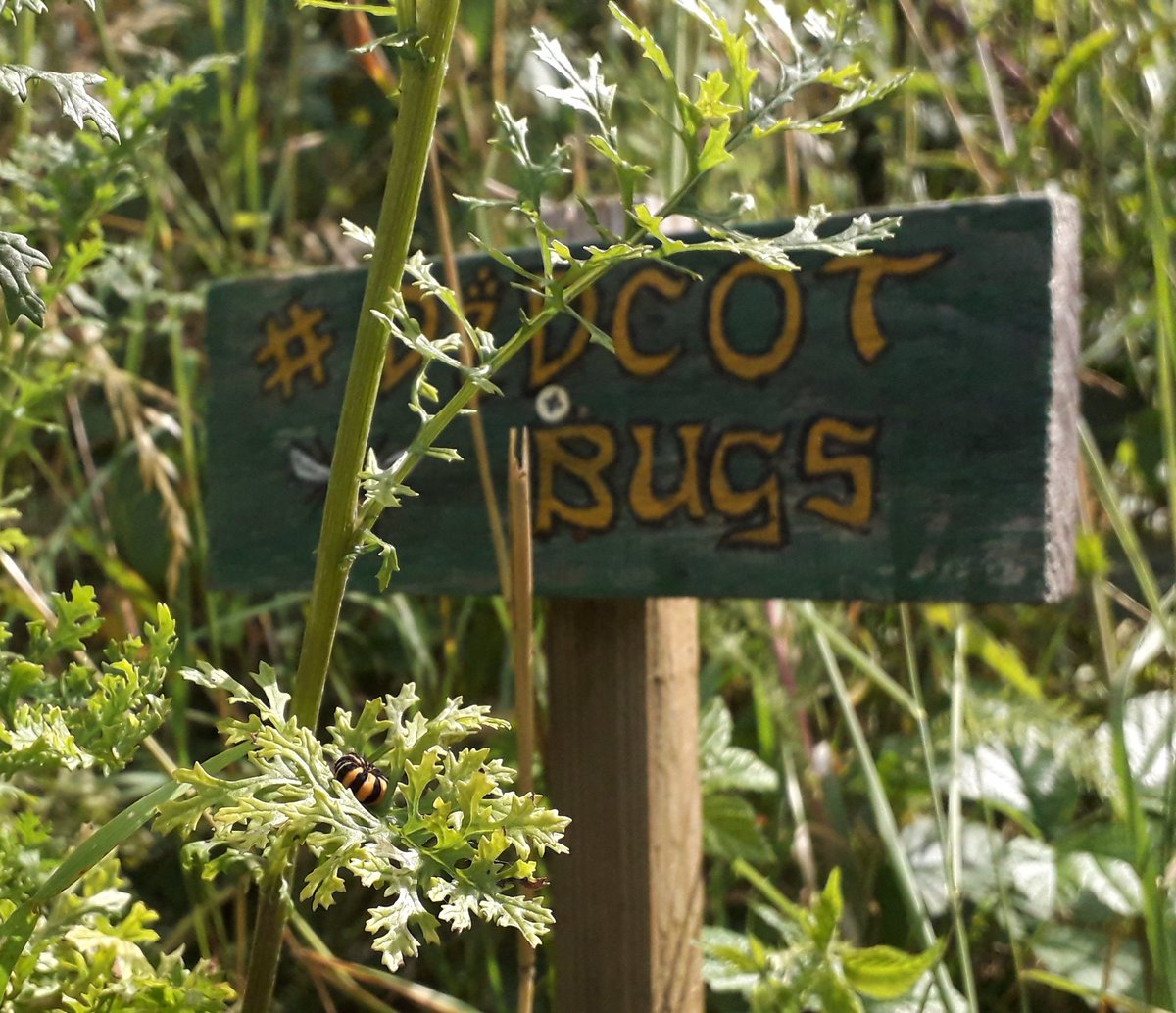 JDBaker81's tweet photo. It's nice when the bugs that turn up colour-coordinate with your signs! 😜 The first #DidcotBugs mini plots noe have some #Cinnabarmoth caterpillars on ragwort and a gorgeous display of #commonknapweed. The yarrow, oxeye daisy and ragged robin seem to be doing ok too. https://t.co/uCFUSkGobJ
