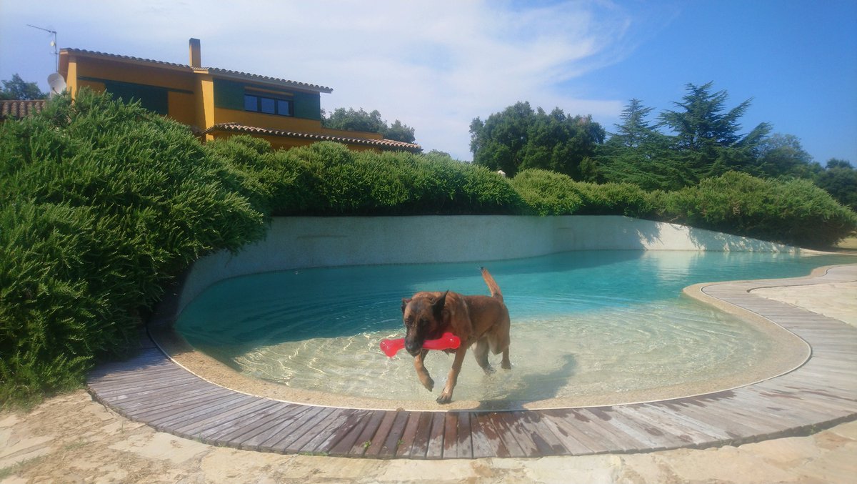 Canlladruc's tweet photo. La Cendra celebra el dia internacional del #gos!
Cendra celebra el día internacional del "perro
#swimmingpool #bañocanino #piscinacanina #malinois #verano #lladruc https://t.co/CGS7qikEYh