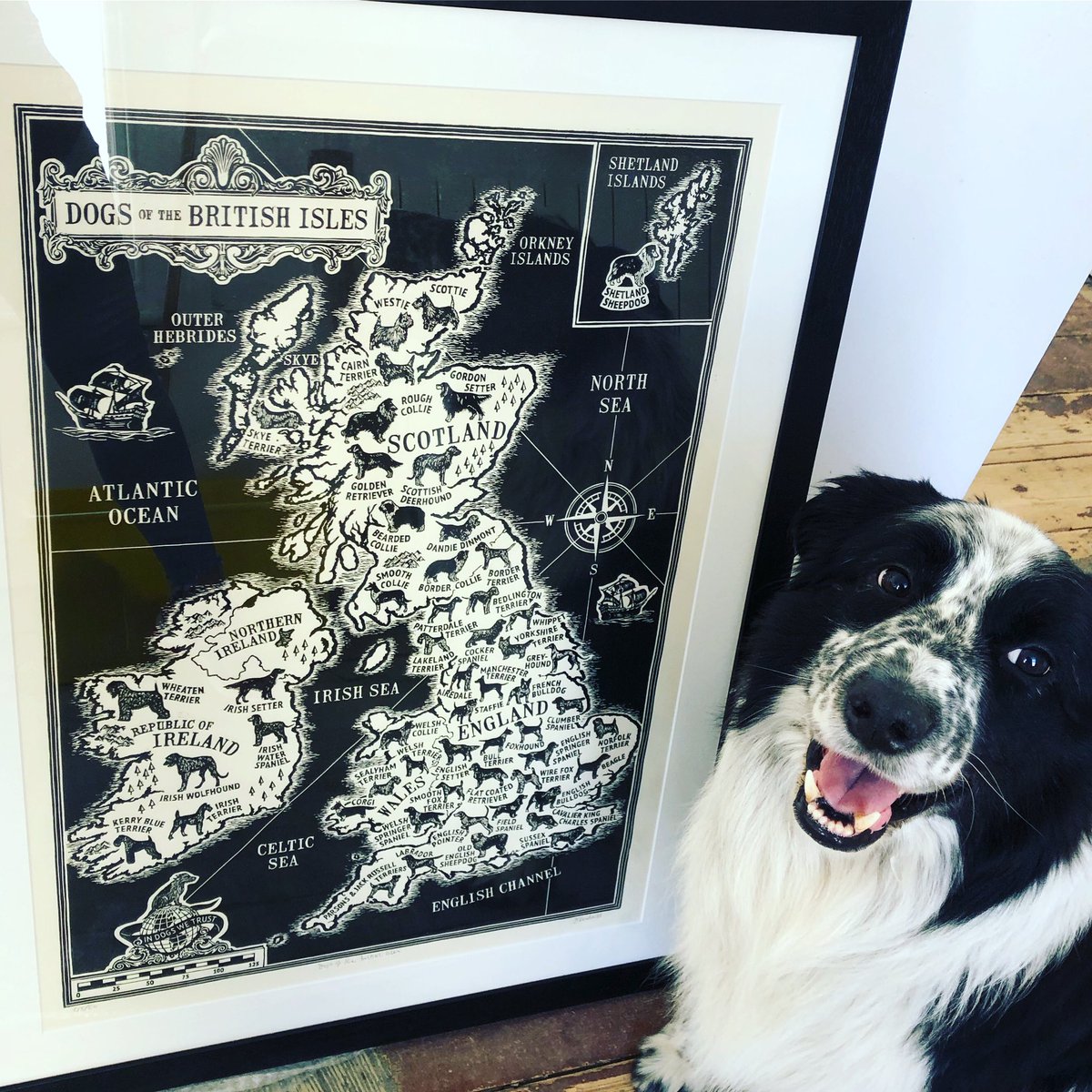 #jackthelad doing his thing at #cherrydidikeswick - gorgeous #linoprint ‘Dogs of the British Isles’ is a surprise birthday present for her dog loving husband ♥️ #theenlightenedhound @HandmadeHour #supportartists #standin for #zakthecolliedog @CherrydidiUK