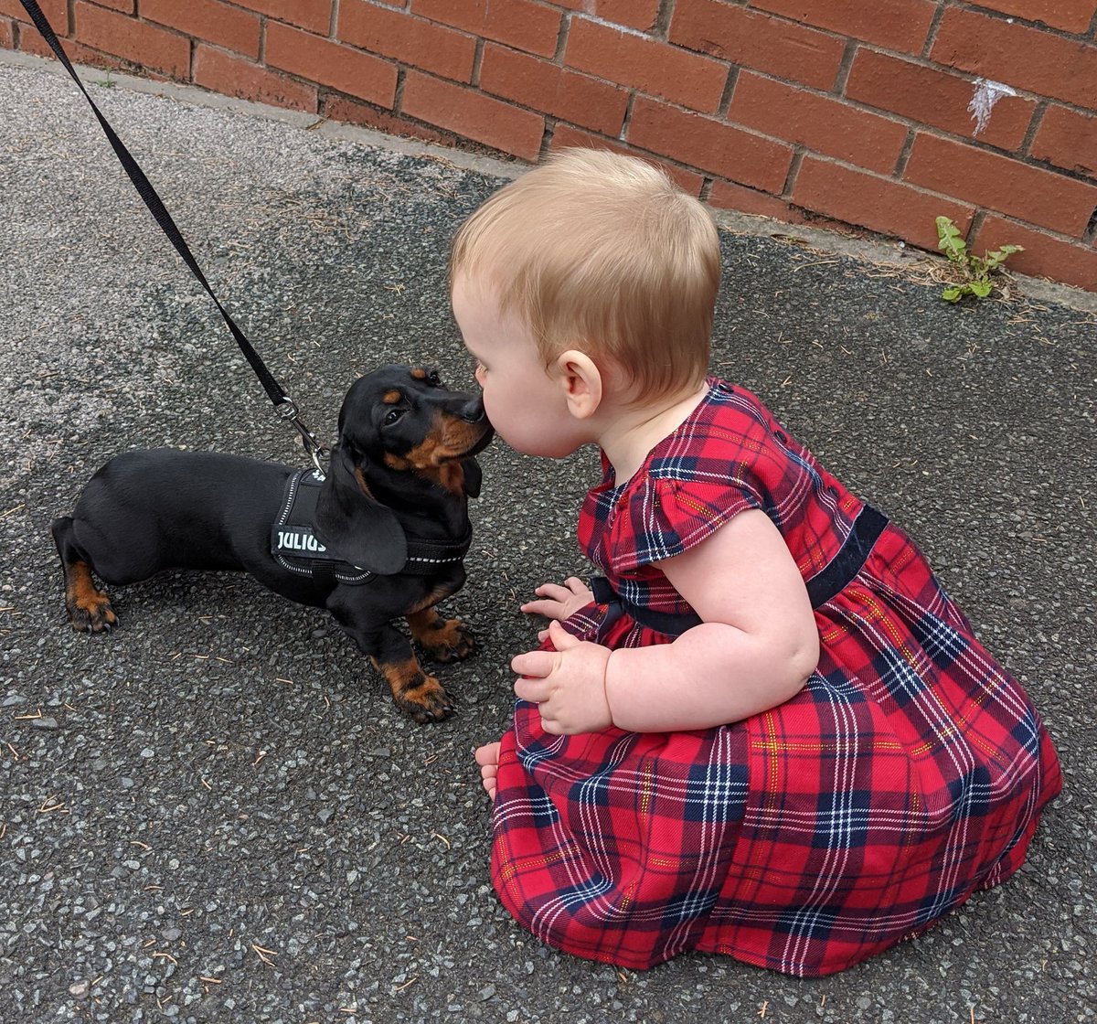 samilou232's tweet photo. @dog_rates cuteness overload 😍 making friends with the neighbour's dog 🥰 https://t.co/zpihMBJnPG