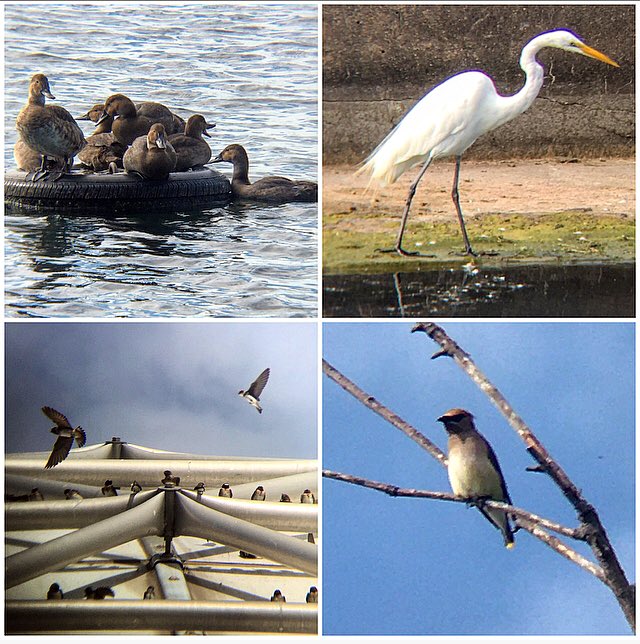Ontario Place bird notes #35 | The Canvasbacks are still around, hadn’t see the Egret in a while, and the cinesphere is covered with Cliff and Barn Swallows. Also this morning - Killdeer, Goldfinches, Chickadees, Cedar Waxwings, Common Terns and a Chipping Sparrow.