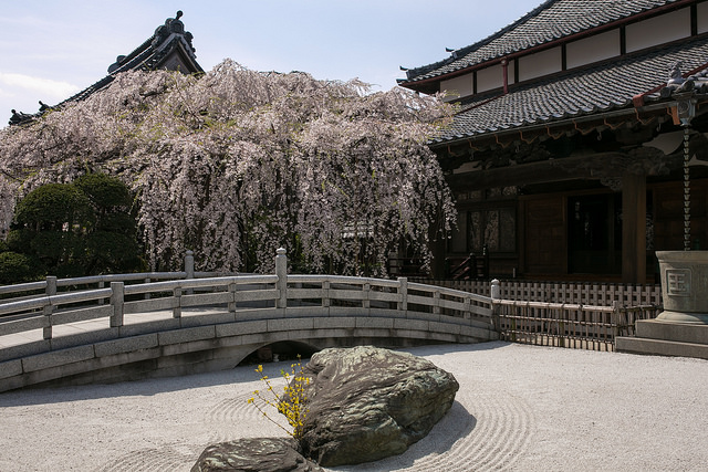 【過去の旅行記】 玉蔵院＠浦和の枝垂れ桜は確かに見事だった！ #saitama #sakuratour  bit.ly/2wOETKC
 #旅ブログ #エアロプレイン