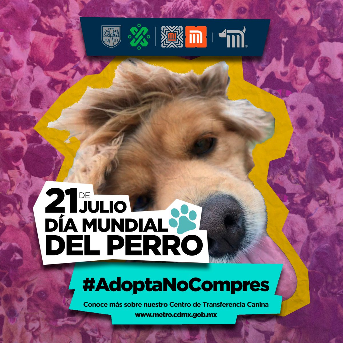MetroCDMX's tweet photo. En el marco del #DíaMundialDelPerro, que se celebra este 21 de julio, el Centro de Transferencia Canina del Metro hace un llamado a la adopción, exaltando la importancia de ser dueños responsables. #AdoptaNoCompres #AUnMetroDeSuHogar 🐶🏡 https://t.co/du60pJiEQm