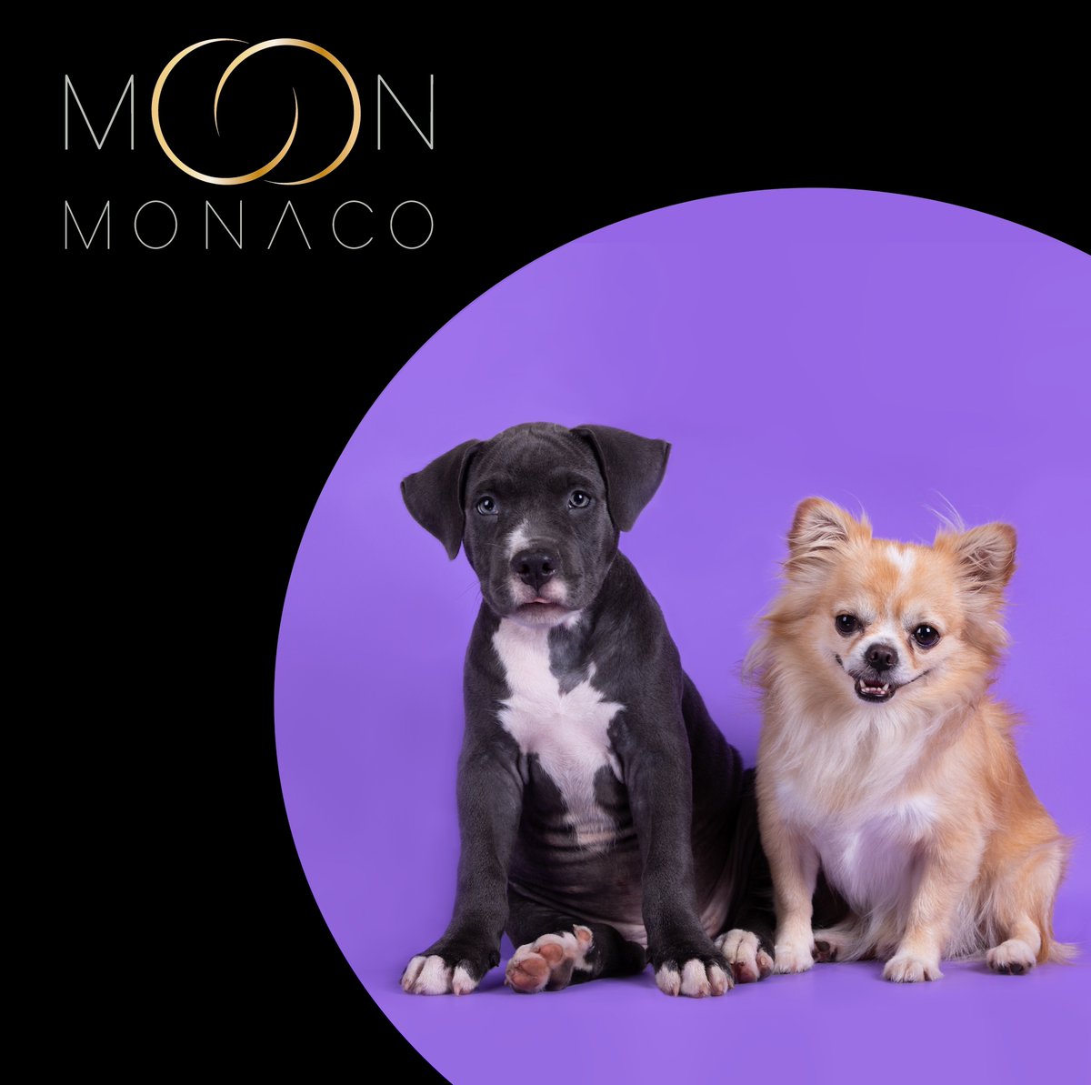 moon_monaco's tweet photo. #FeelGoodInstant #StaySafe

#dogsoftwitter #DogLovers #FashionForPets #MoonMonaco #FineJewelleryForPets #Gold #18CaratGold #NewCollection #Celestial #Monaco #Design #Puppy #Dog #AmericanStaffordshireTerrier #Chihuahua #dogoftheday #doglife https://t.co/6GVcBkBGbq