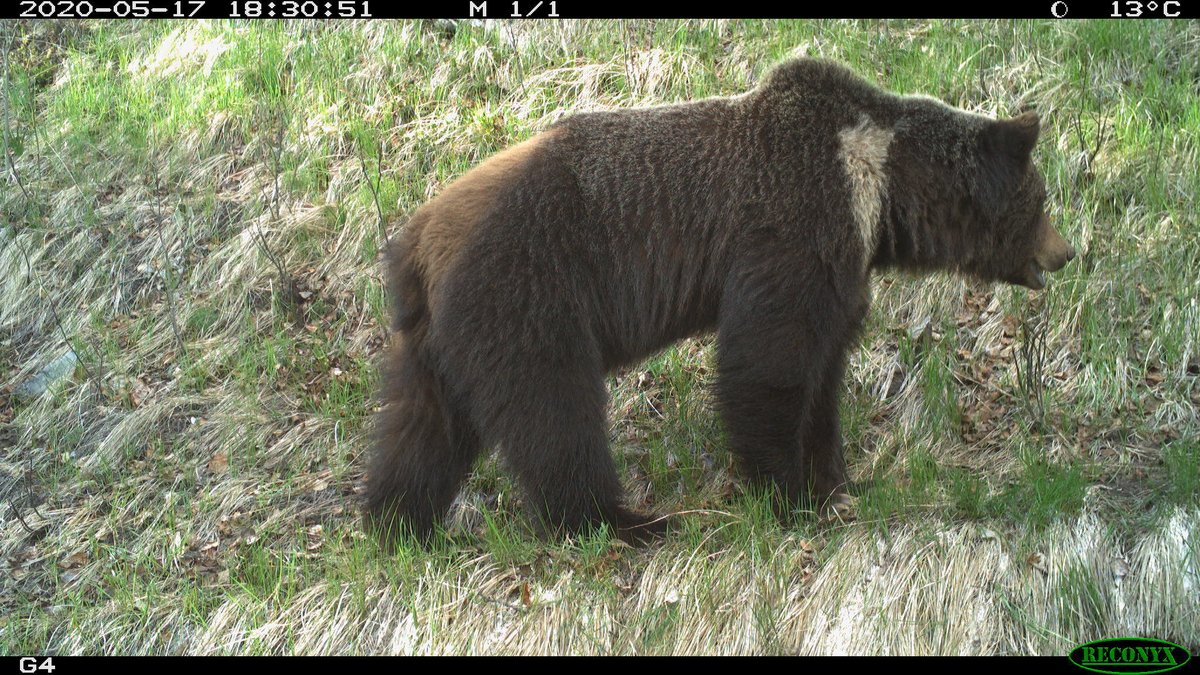 wildco_lab's tweet photo. Following on from @ChrisColtonUBC's blog yesterday @wildco_lab @IRSS_UBC, Chris just received some updates from Robin Naidoo on grizzly bear detections in the South Chilcotin Mountains. Check out these beauties! © Robin Naidoo https://t.co/30HXmGgUAp