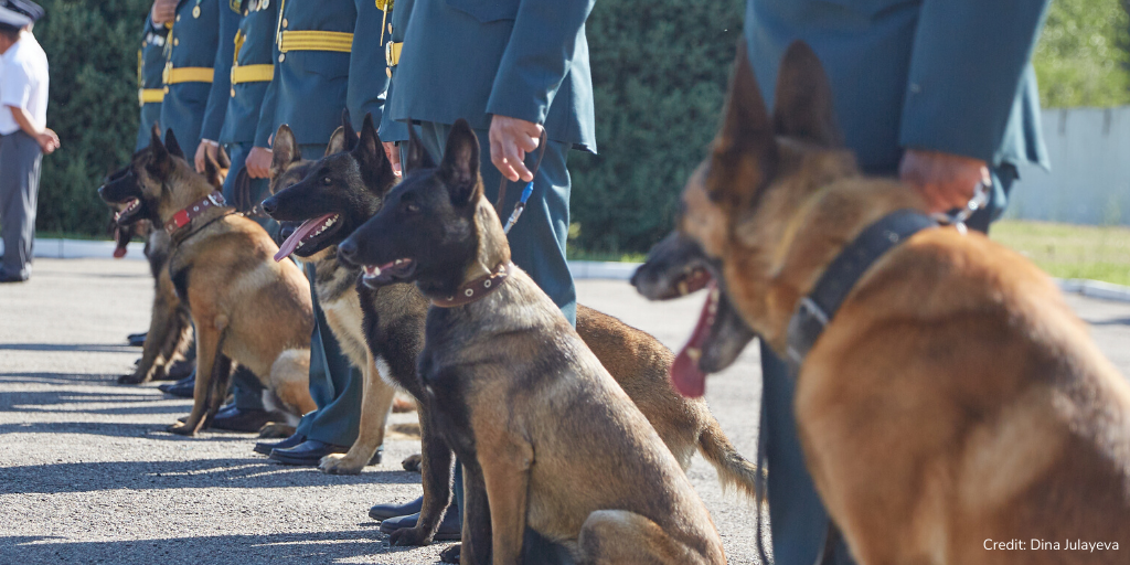 FaunaFloraInt's tweet photo. A graduation day with a difference  🎓

These good boys and girls will be working hard – alongside their human counterparts! – to sniff out #saiga horns and steppe tortoises at border control points. 

Well done for completing your vital training @ACBK_Kazakhstan! #IWT https://t.co/yIwhh51Y0w