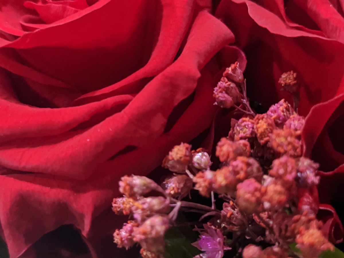 RegalarFlores's tweet photo. Roses and wood. ¿Qué estaremos tramando?🤔 https://t.co/Pfzwq62p8V