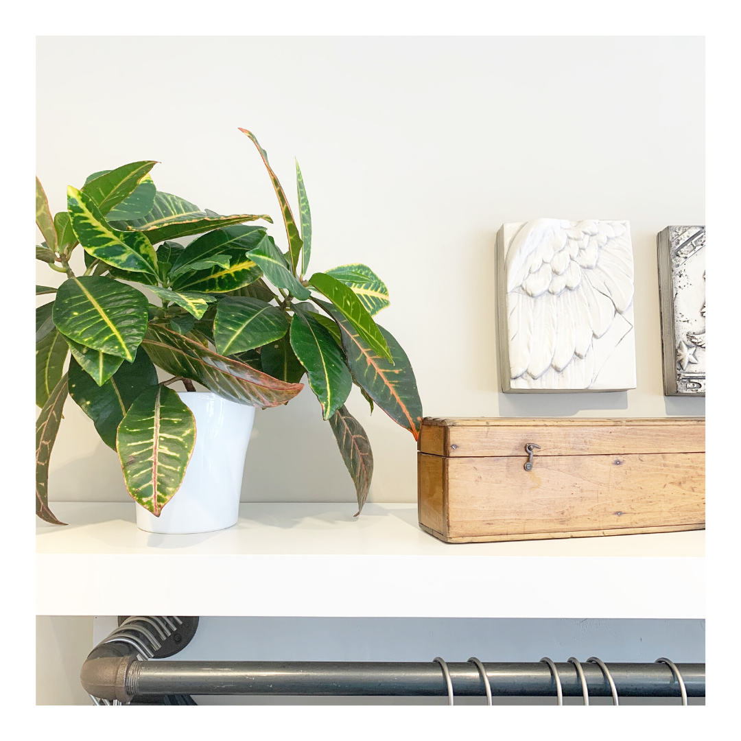 Slowly, the greenery in store that was neglected during the shut down is coming back to life! Who else has become plant obsessed over the last few months? 🙋‍♀️💚