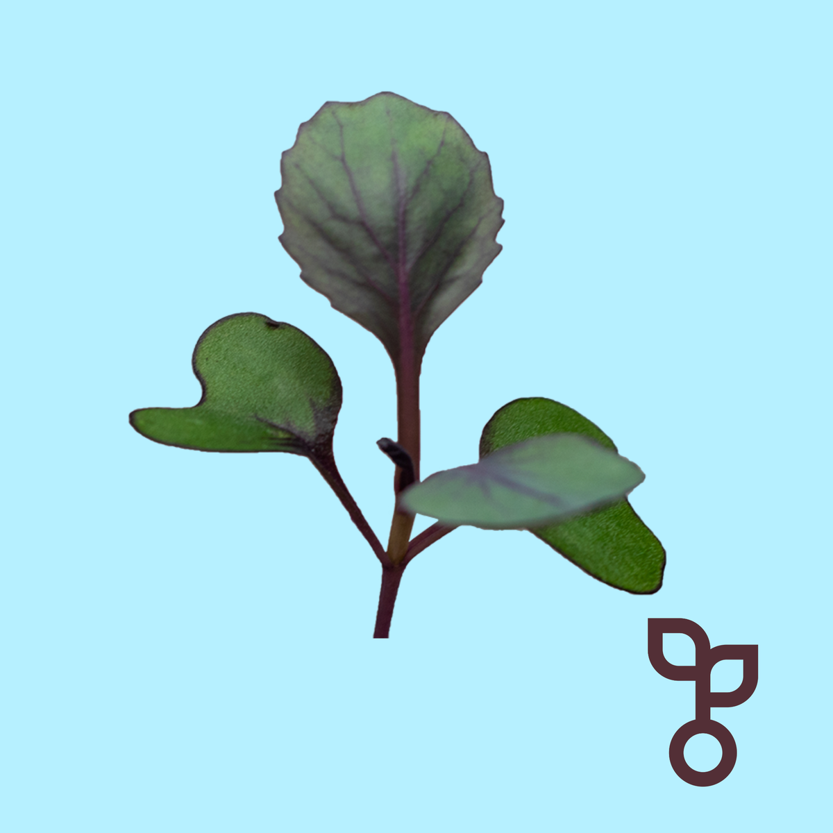MiniCrops's tweet photo. Today's #foodoftheday is the fantastic Micro Cabbage!
With single shoots, it doesn’t look anything like it's older sibling. It has a peppery flavour, with great citrus and herbal notes. Add to pasta sauces and stir fries – you won’t regret it! https://t.co/gmX3Pzwooy
#minicrops https://t.co/swvaofg351