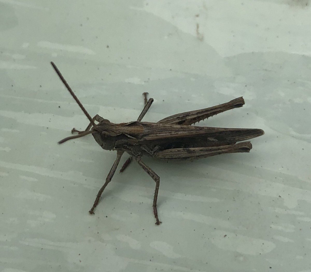 BackFarming's tweet image. Grasshopper sitting on a bale of silage enjoying the sun.