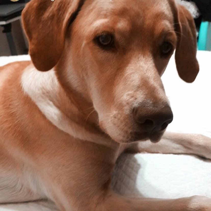 Lauriies's tweet photo. Feliz día a mis preferidos! Ruffo y Olympia https://t.co/rn6xVlosVL