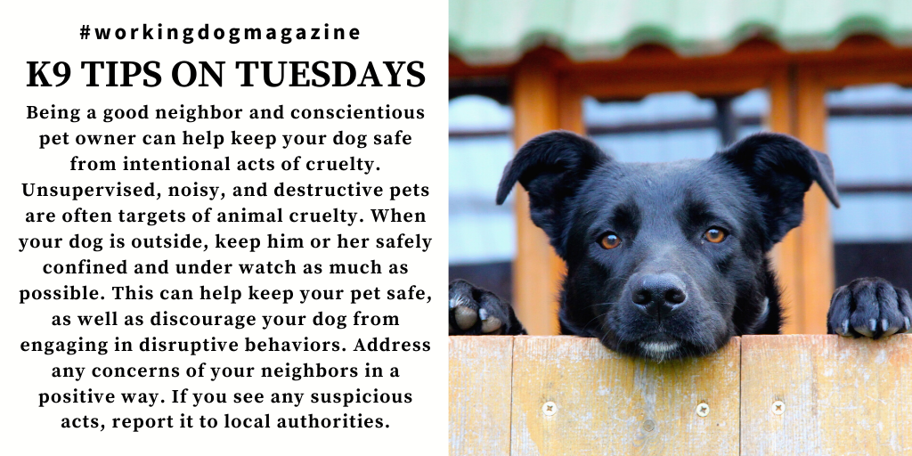 workingdogmag's tweet photo. #K9TipsonTuesday
For more great #K9 tips, follow @workingdogmag.
#tipsontuesday #tuesdaytips #themoreyouknow #tips #goodneighbor #petprotection #summertime #workingdog #dog #dogs #canine #magazine #tlm #thinlinemedia #wdm #wdmagazine #wdmag #workingdogmagazine https://t.co/1taw9AU5DM