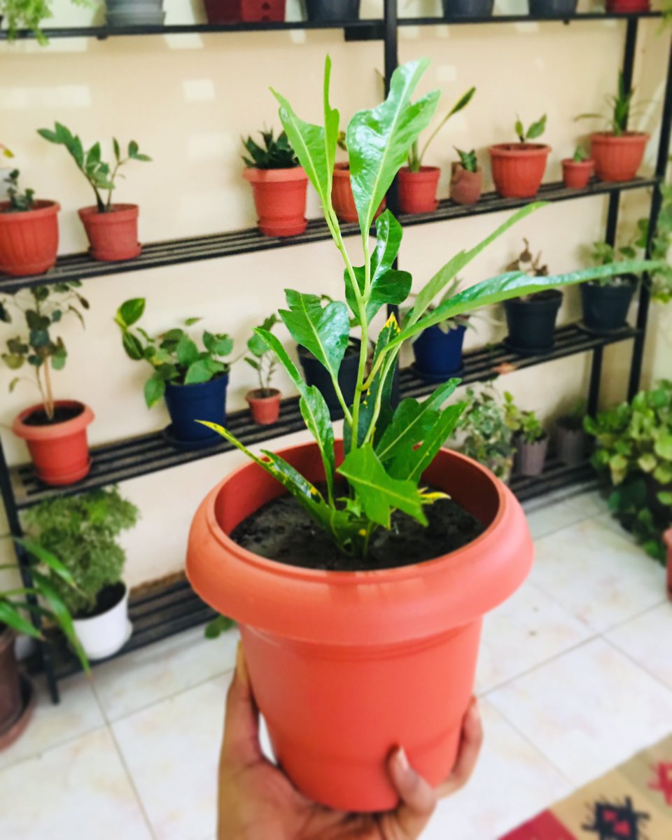 sanseveria_'s tweet photo. مساء الخير✨
الاصفر حبنا😍
نبات الكوديم🍀✨ https://t.co/3hsBM5wTMI