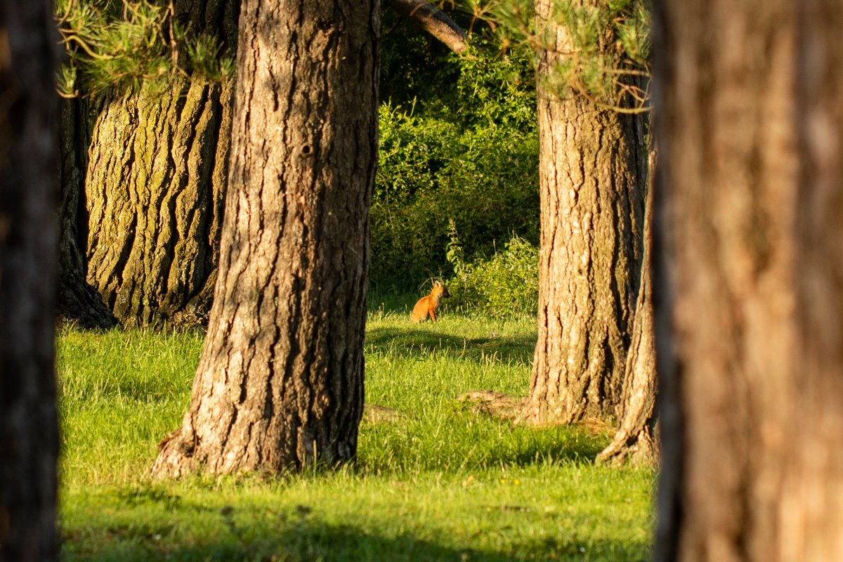 Mike_Colwill5's tweet photo. Spot the dog's relative at a @GowerNT reserve.

#fox #animal #NaturePhotography #naturelovers #naturelover #animals #animal #wildlife #wildlifephotography https://t.co/VJA0O36qgr