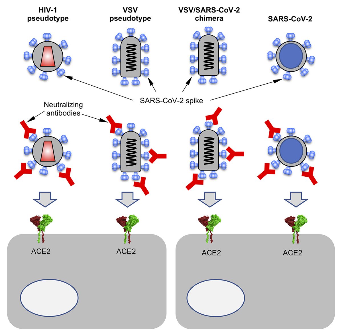 JExpMed's tweet photo. Schmidt, Bieniasz @PaulBieniasz, Hatziioannou, Weisblum, Muecksch et al. @RockefellerUniv discuss a variety of assays to rapidly and conveniently measure #SARSCoV2 neutralizing #antibodies and evaluate #serologic immunity conferred by vaccination https://t.co/OIAzVscrtp https://t.co/xRqlY8PWDI