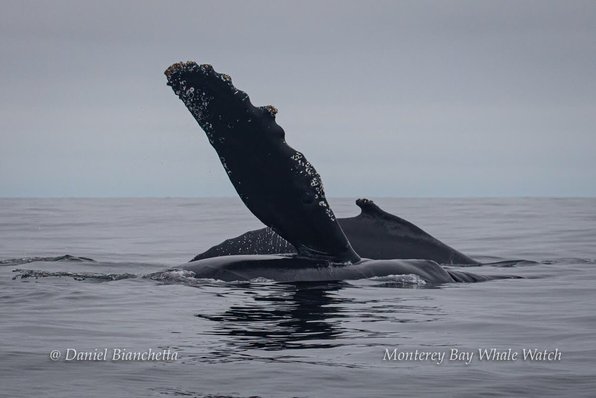 MBayWhaleWatch's tweet photo. Amazing glassy sea conditions yesterday with Baird’s Beaked Whales, Humpbacks, a Minke Whale, Dall’s Porpoise, and 3 species of dolphin!
Baird’s Beaked Whale photos by passenger Scottie Schmidt and the rest of the photos by Daniel Bianchetta #mbww #seemonterey #beakedwhales https://t.co/wk2AdKX7i1