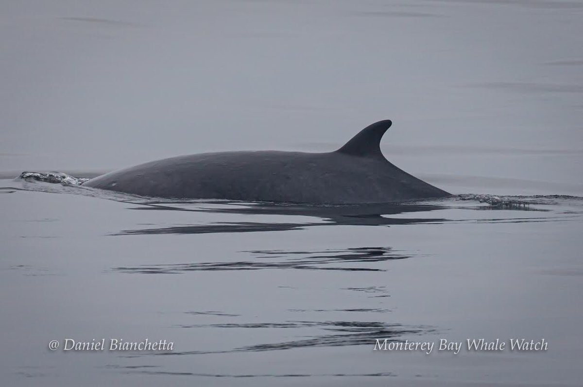 MBayWhaleWatch's tweet photo. Amazing glassy sea conditions yesterday with Baird’s Beaked Whales, Humpbacks, a Minke Whale, Dall’s Porpoise, and 3 species of dolphin!
Baird’s Beaked Whale photos by passenger Scottie Schmidt and the rest of the photos by Daniel Bianchetta #mbww #seemonterey #beakedwhales https://t.co/wk2AdKX7i1