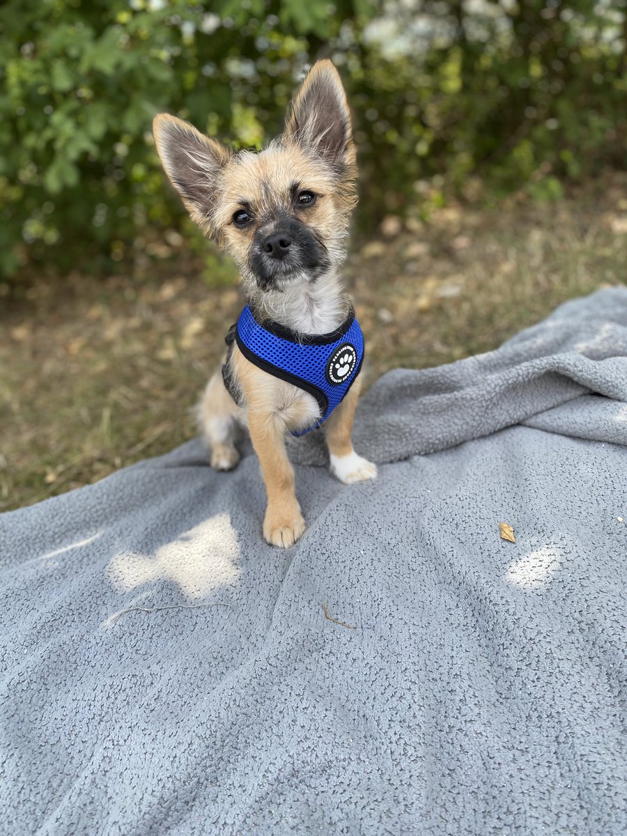 Arlo19P's tweet photo. Wearing my new big boy harness instead of the little kitten one I had to have before #imgettingbig #puppy #puppylife #puppylove #dogsoftwitter #dogs #dogsofinstagram #Chihuahua #arlo19 #pets #animals https://t.co/QqyFUQjDfR