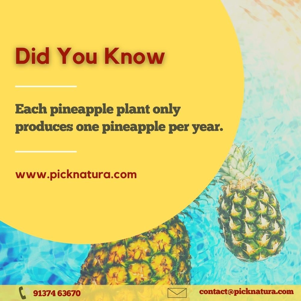 picknatura's tweet photo. Each pineapple plant only produces one pineapple per year. #didyouknow #pineapplefacts #picknatura #dryfruitsshop https://t.co/WCVylzjhUF