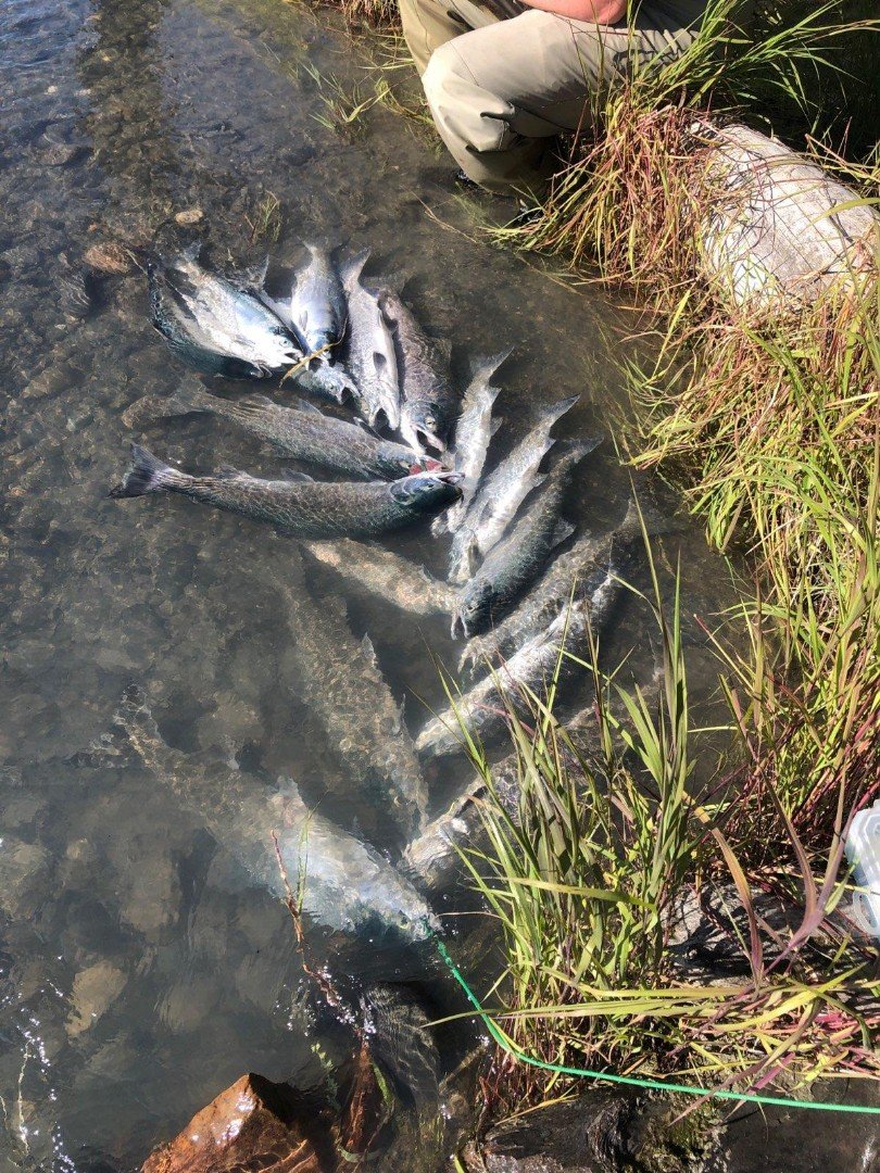 Alaskaoutside's tweet photo. Alaskan life!!! Need all we can get this year. 
#SalmonRun
#2020
#Fishon 
#eatwild https://t.co/XjVM3SsQCs