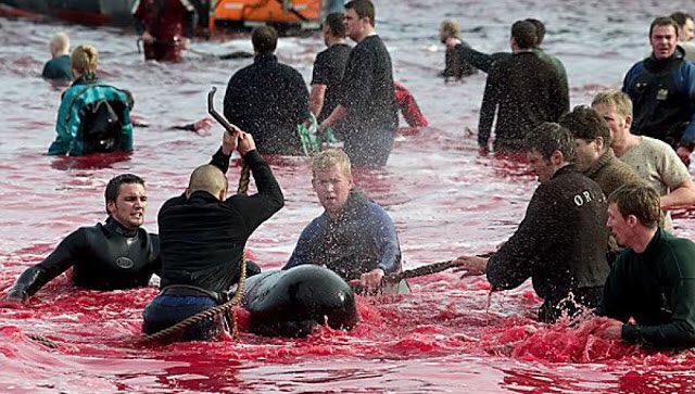 Bridge__z's tweet image. Every year, in the coastal areas of the Danish islands of Faroe, thousands of dolphins are slaughtered by teenagers who celebrate that they have reached adulthood in this cruel way.@MoveTheWorld @MoveTheWorldUS @MoveTheWorldUK @MoveTheWorldCA
