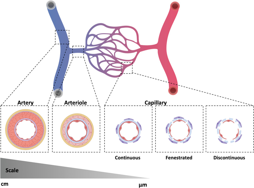 We are so excited to share our new review paper "From #Arteries to #Capillaries: Approaches to Engineering Human #Vasculature," published in Advanced Functional Materials @AdvSciNews last month! Check it out! <a href="/fleisharon/">Sharon Fleischer 🎗️</a> <a href="/naveedtavakol/">Naveed Tavakol, PhD</a> #bioengineering 

onlinelibrary.wiley.com/doi/full/10.10…