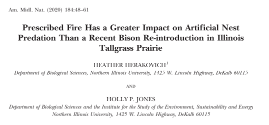 HHerakovich's tweet photo. New paper! 2nd chapter of my dissertation. Co-authored with @DocHPJones. Is prairie mgmt influencing nest predators @Nachusa?

tl;dr- Using artificial nests we found that fire increases predation esp by mice, and low density bison grazing did not.  

link: https://t.co/5jlgCrGM1o https://t.co/Dj9WE0YvCB
