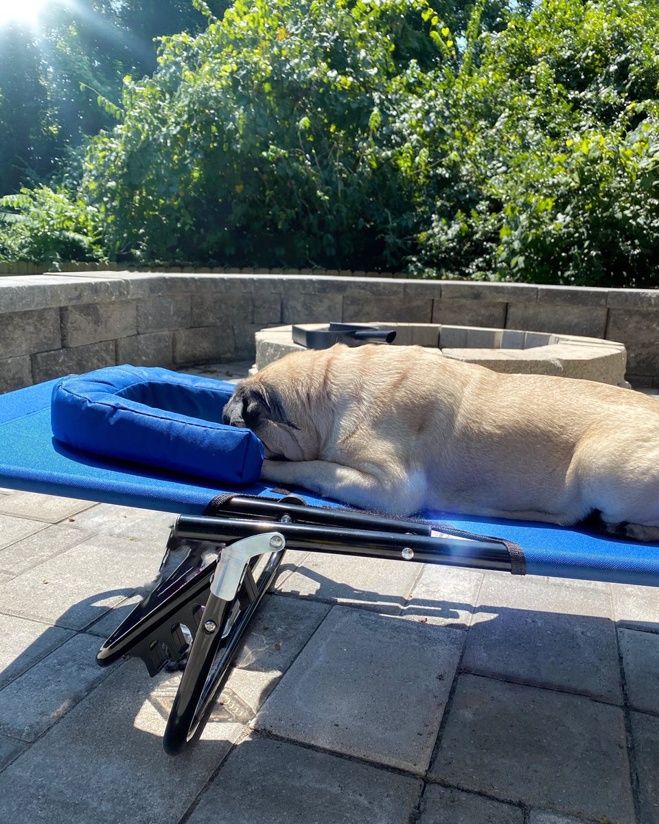 itsdougthepug's tweet photo. Me laying out https://t.co/5b9Sgi7dQM
