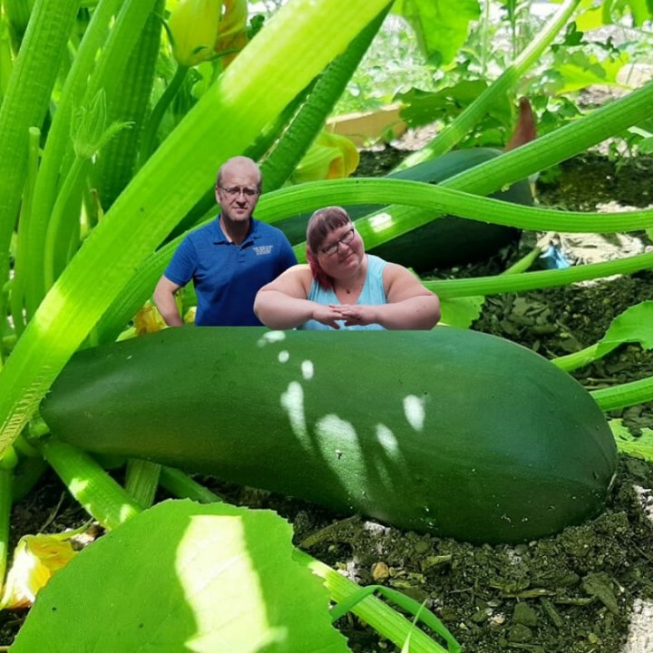 WIGardenMedia's tweet photo. It's not uncommon for a #zucchini to get very large very fast #garden #wisconsin #zone5gardenin #twvg #backyard #vegtables #backyardgarden #gardenlife https://t.co/XbP4UaoqJu