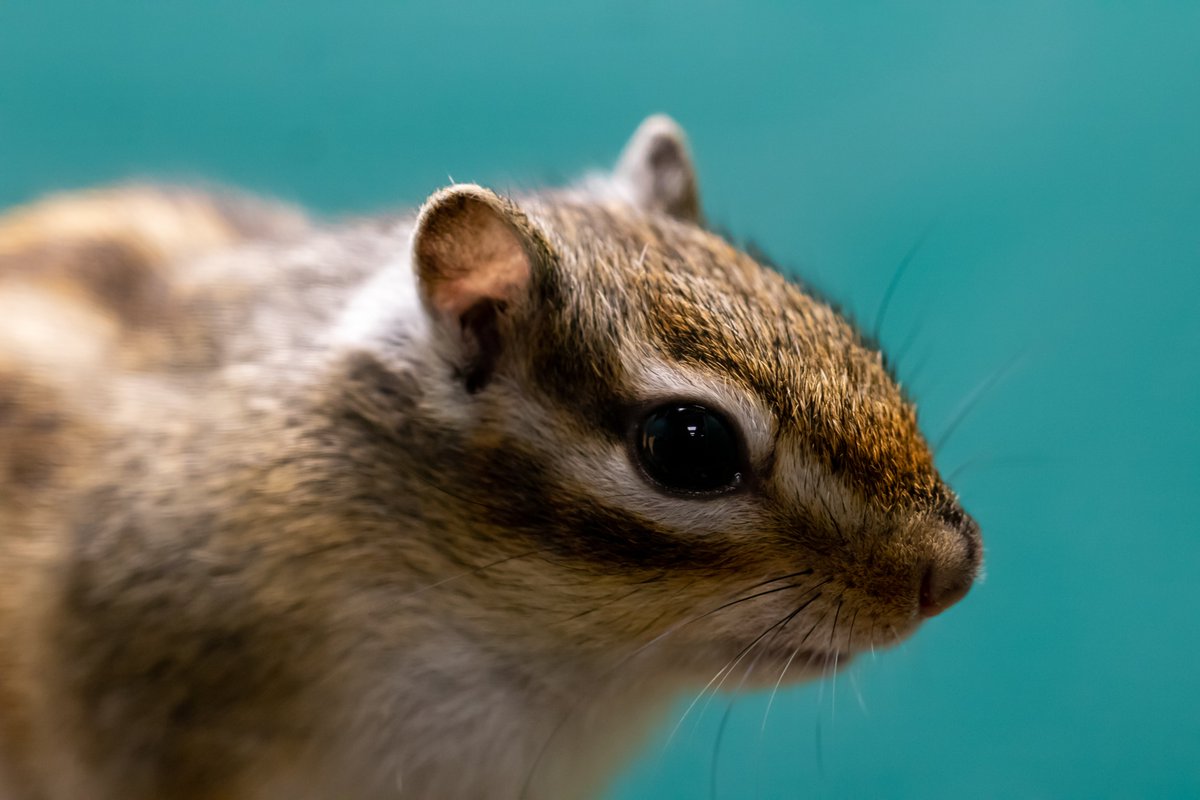 Mike_Colwill5's tweet photo. The chipper little chipmunk. 

#animals #animal #NaturePhotography #naturelovers #naturelover https://t.co/gXWeK0ScQK