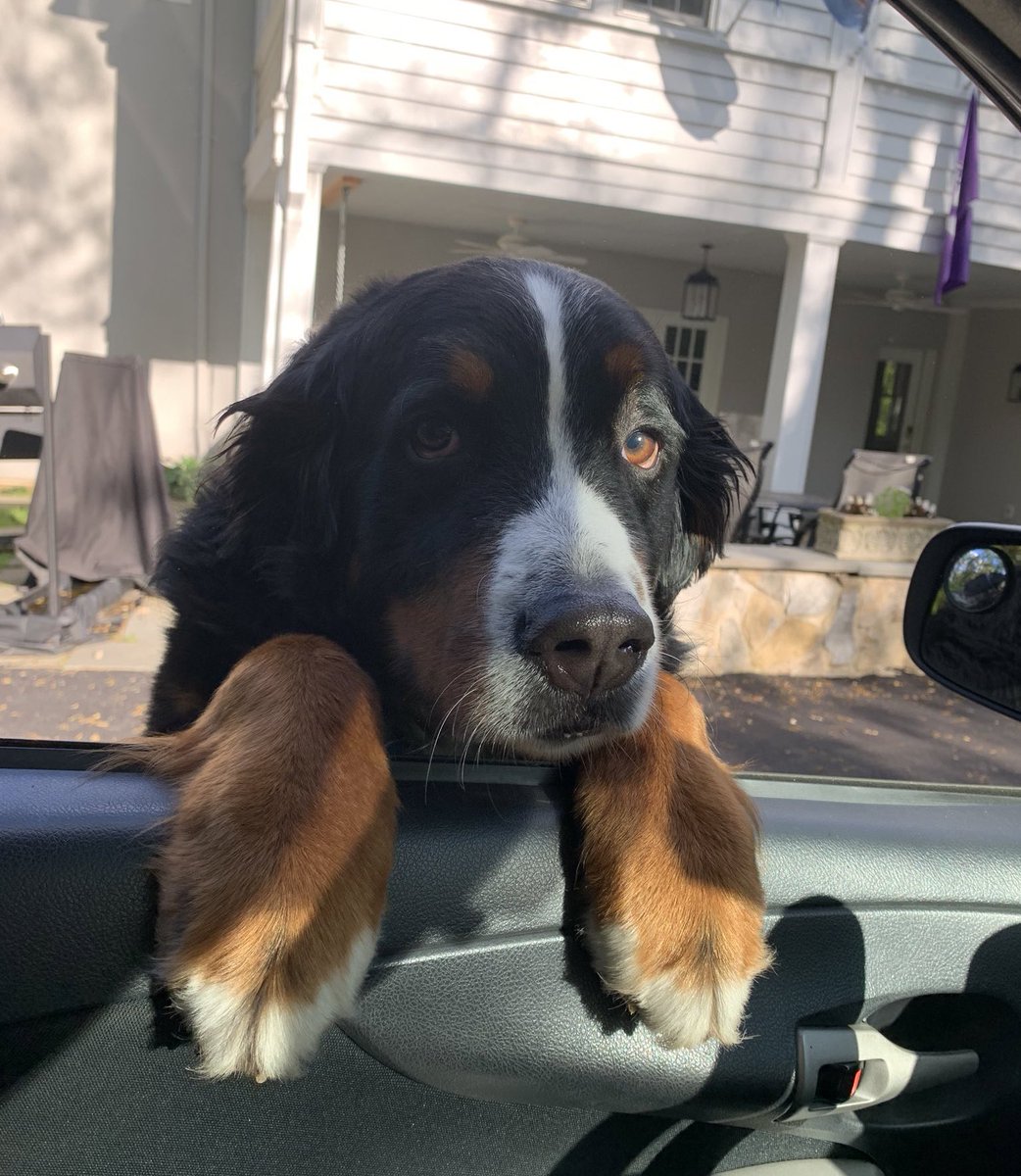 This is Frisco. He’s the valet. If you wouldn’t mind putting it in bark and leaving the keys inside he’ll take care of everything. 13/10 would tip well