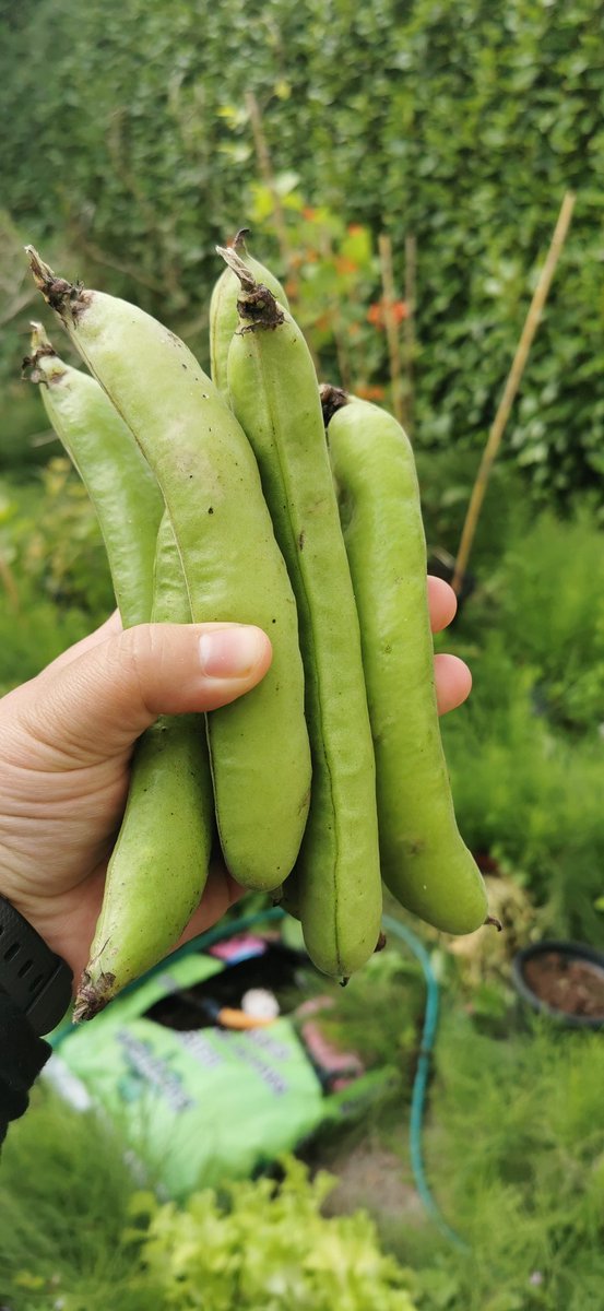 ClonannyFarm's tweet photo. Do you want your broad beans to stay soft instead of getting that unpleasant dried out skin effect? It's simple. Cook them in their skin. 👏 https://t.co/JgnvuWHKal