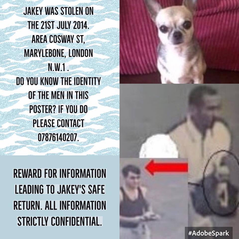 sunday_chis's tweet photo. π Please donβt forget Jakey π #FindJakey #MissingDog 21.07.14 #Marylebone #London #ChiSunday @find_jakey #ScanMe #CheckThatChip #MissingSixYears #StopPetTheft #MissingTooLong #TheftByFinding #LongTimeMissing ππππππ https://t.co/BHqXX36MIr