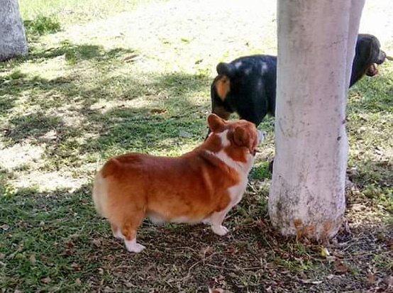ErennChU's tweet photo. @YODEBUENAS @La99fm @ChavorrucosTV @Guirnalda18 @YoAmoLa99 #LoQueMeDivierte el exámen perruno Hash y Chapo 🎶💖🎵🐶📻 https://t.co/IMKY6IsYIj