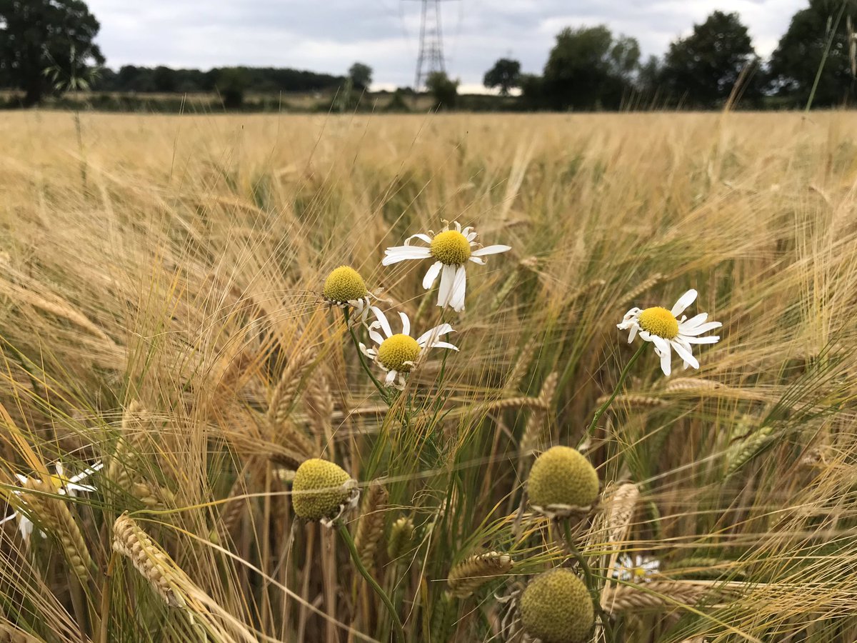 finstumpf's tweet photo. Around White Castle and Hen Gwrt this afternoon picking up parts of #ThreeCastlesWalk and #Offa Easy paths, well signed 
@MonCountryside @visit_mon @MonmouthshireCC @LoveYFenni @visitwales @VisitAberG @cadwwales https://t.co/s1SWHlmfSA