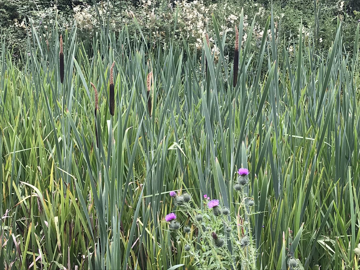 finstumpf's tweet photo. Around White Castle and Hen Gwrt this afternoon picking up parts of #ThreeCastlesWalk and #Offa Easy paths, well signed 
@MonCountryside @visit_mon @MonmouthshireCC @LoveYFenni @visitwales @VisitAberG @cadwwales https://t.co/s1SWHlmfSA