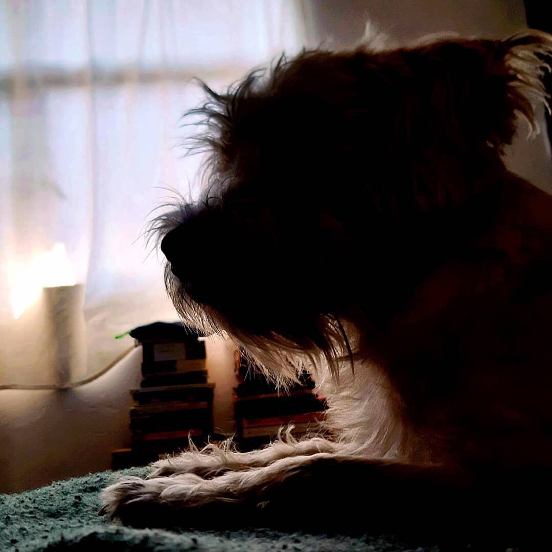 21 de julio Día Mundial del Perro. 🐶❤️

Los perros son uno de los seres más leales de todo el planeta. Una vez que están contigo, jamás te abandonarán por muy complicado que sea el camino. Celebrémosles.
#DiaMundialDelPerro