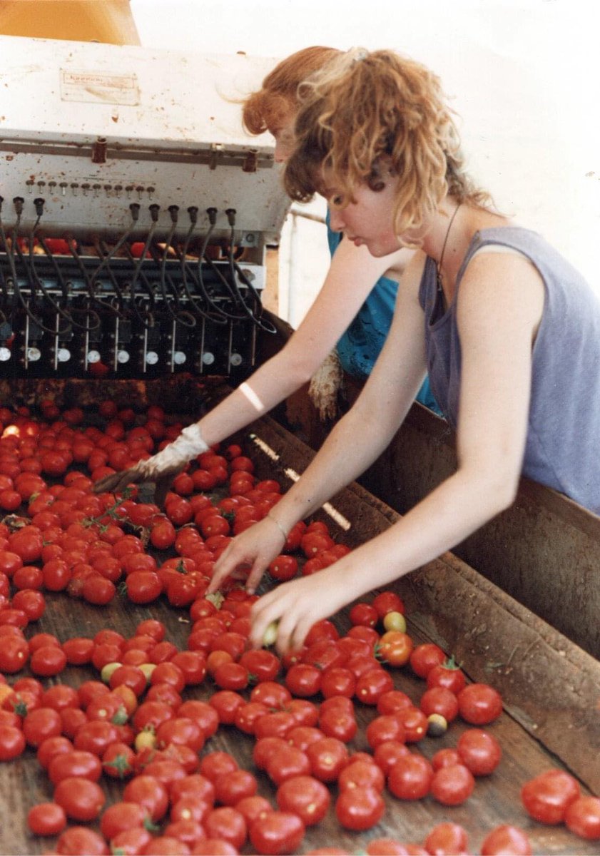 WECOTek's tweet image. Take me back Tuesday.....These photos are from the early 1990's in Israel.  The harvester pictured was the 1990 Johnson model with the latest "bopper" style sorters.

#wecosorting #wecotek #agtech  #opticalsorting #agriculturaltechnology #madeinamerica #agriculture #WECO