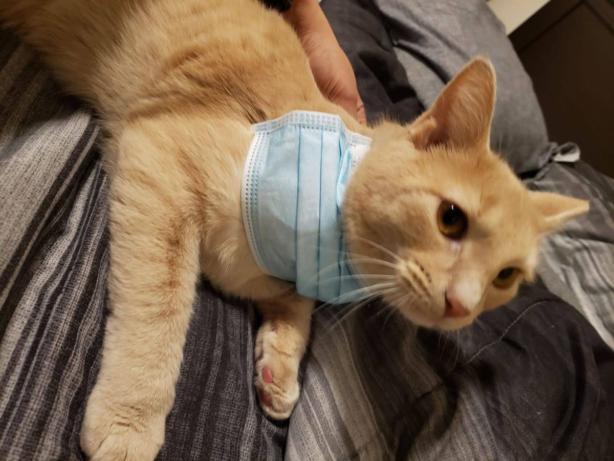 OJ doesn't want to wear his mask, 
don't be like OJ, 
wear your mask

#SafetyPractices #LabCat #COVID19 
*No kitties were harmed in the making of this post