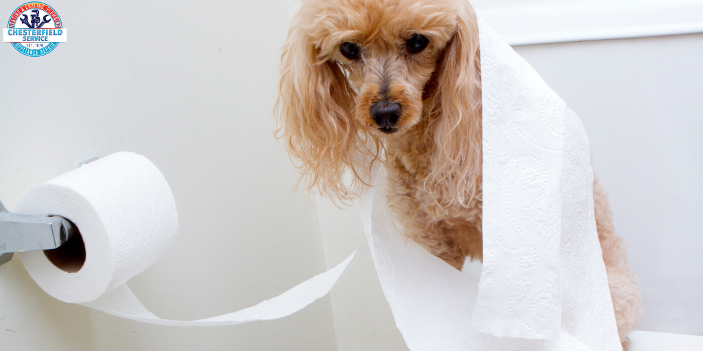 StlCooling's tweet photo. Let's start a debate.... Toilet Paper.... Does it go over or under??  Comment below: OVER or UNDER.  Call to schedule your plumbing repair 314-390-6000. #debate #toiletpaper #plumbing #dog https://t.co/eLfNSyZVgB