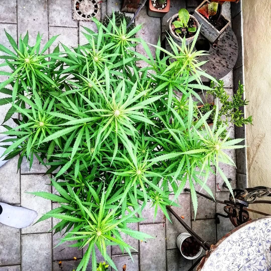 DutchPassion_'s tweet photo. In the right hands Auto Banana Blaze can produce 150 grams of top-quality bud per plant. Where possible we recommend growing this lady organically with @biotabsorganics. 🍌💨
#AutoBananaBlaze #Auto #Banana #Blaze #BananaBlaze #AutoMazar #autoflower https://t.co/5lpqwE2Y5f