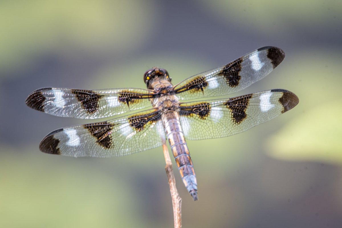 Beaver Creek Reserve tweet media