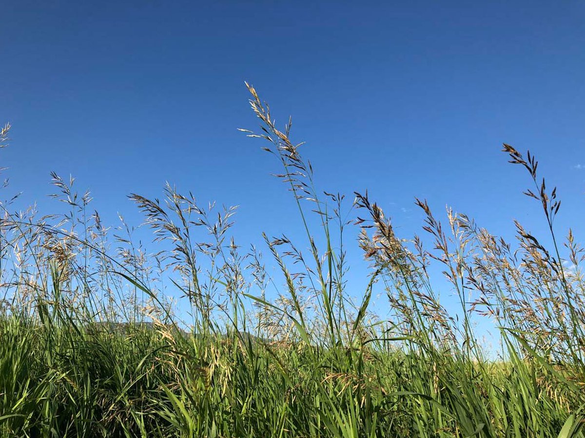 wsemt's tweet photo. By working together, ranchers and Western Sustainability Exchange are finding ways to preserve this rare and beautiful place called Montana. Thanks for Giving a Hoot to help protect this place we all love. https://t.co/rmWBXf7R8R
#GiveAHoot49 #wsemt #regenerativeranching https://t.co/MXIQP76hmQ