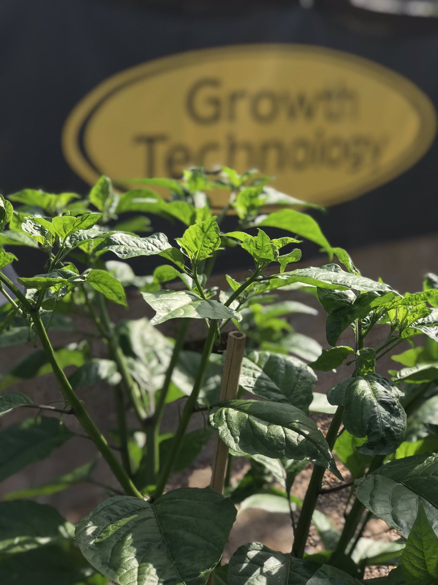 DevonChilliMan's tweet photo. The 🌶 #chilli plants in Glasshouse No1 have drank 650L of @growthtechnology #Formulex in 3 days and are really starting to take off 🚀 now in the #autopot XLs 😀
#devonscapedchillicrusader #dcm #devonchilliman #ifitainthotitaintdcm https://t.co/5O2y90lGVK