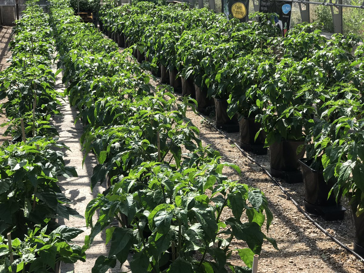 DevonChilliMan's tweet photo. The 🌶 #chilli plants in Glasshouse No1 have drank 650L of @growthtechnology #Formulex in 3 days and are really starting to take off 🚀 now in the #autopot XLs 😀
#devonscapedchillicrusader #dcm #devonchilliman #ifitainthotitaintdcm https://t.co/5O2y90lGVK